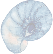Blue Nautilus icon