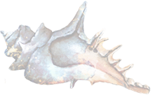 Conch icon
