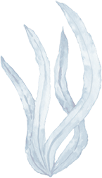 Sea Weed icon